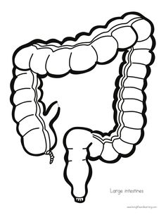 the stomach is shown in black and white, as well as an image of its large int