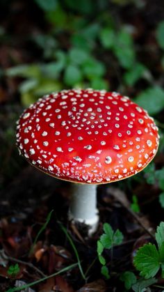 a close up of a mushroom on the ground