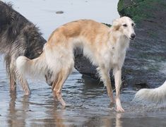 three dogs are playing in the water at the beach