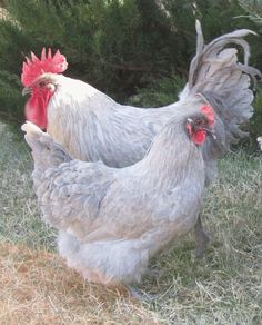 two chickens standing next to each other in the grass