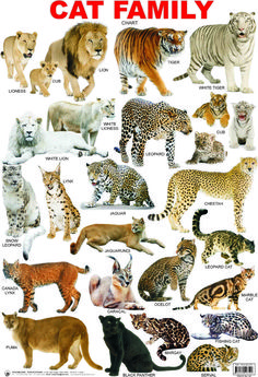 a poster with different types of cats on it's sides and the words, cat family