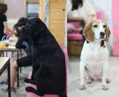 a dog sitting on a pink stool in front of a table with people eating and drinking