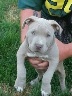 a dog that is sitting in the grass with its head on someone's hand