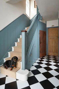 a black and brown dog sitting on top of a checkered floor next to a stair case