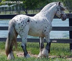 a white and black spotted horse standing next to a fence