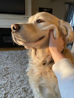 a person petting a dog on the nose while sitting on a carpeted floor