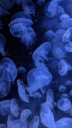 many jellyfish are swimming in the water