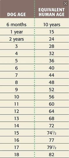 the dog age chart for humans and dogs is shown in this graphic above it's description