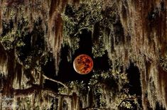 a full moon is seen through the branches of a tree with moss hanging from it