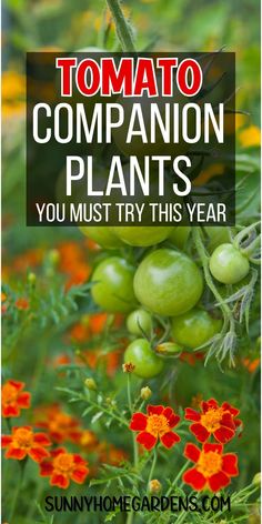 tomatoes and other plants with the words tomato companion plants you must try this year