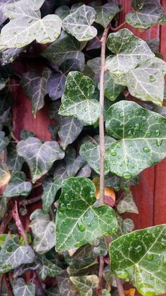 a plant with green leaves and water droplets on it's leaves, next to a wooden fence