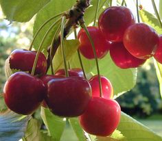 several cherries hanging from a tree with green leaves in the sun shining on them