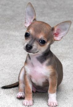 a small brown and white dog sitting on top of a gray floor next to a wall