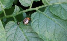 a striped bug sitting on top of a green leaf