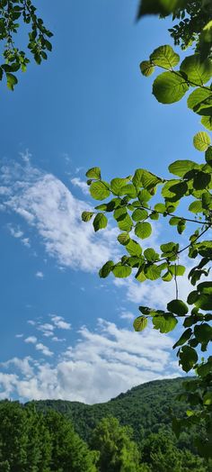 the sky is blue and white with some green leaves