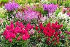 many different colored flowers in a garden