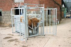 a brown cow standing inside of a gated in area next to a brick building