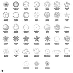 an image of different types of trees