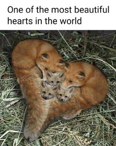 a mother fox and her two babies in the grass with caption that reads, la familia e cosa piu importante di