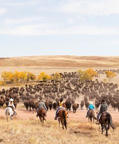 several people on horses herding cattle in an open area with dry grass and trees