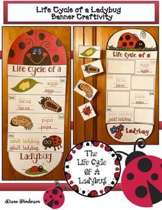 the life cycle of a ladybug bulletin board with pictures and words on it