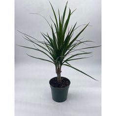 a small green plant in a black pot