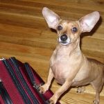 a small dog standing next to a piece of luggage on the floor and looking at the camera