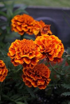 some orange flowers are growing in the grass