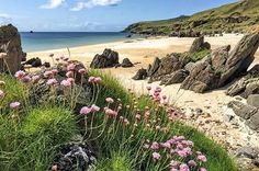 pink flowers growing on the side of a sandy beach