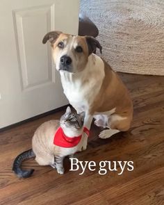 a cat and dog sitting on the floor next to each other with words saying bye guys