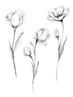 three black and white flowers are shown in this drawing style, with one single flower on the