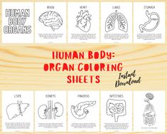 the human body organ coloring sheets are shown on a wooden surface with text that reads human body organ coloring sheets