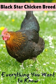 black star chicken breed hens Black Star Chicken, Different Breeds Of Chickens, Breeds Of Chickens, Chicken Keeping, Black Chickens, Backyard Flocks, Chicken Diy, Chicken Breeds, Hobby Farms