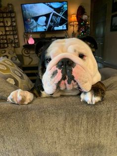 a dog is sitting on the couch with its head resting on it's paw