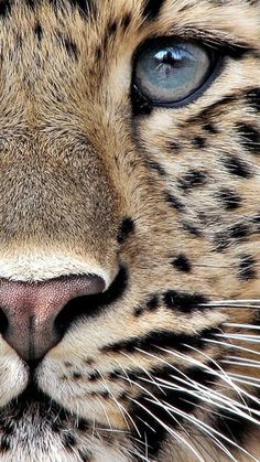 a close up of a white tiger's face with blue eyes and black spots