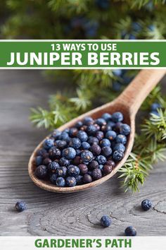 a wooden spoon filled with blueberries sitting on top of a table next to pine branches