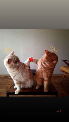 two cats standing on top of each other with their paws in the shape of hearts