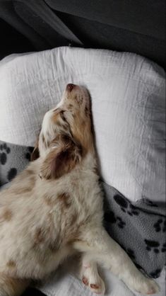 a small dog laying on top of a bed next to a white and black blanket