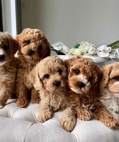 four brown and white puppies are sitting on a cushion in front of a table with flowers