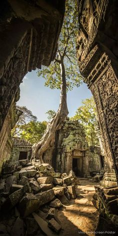 the tree is growing out of the ruins