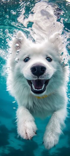 a white dog swimming in the water with its mouth open and tongue out, looking at the camera