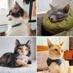 four different pictures of cats and kittens wearing bow ties