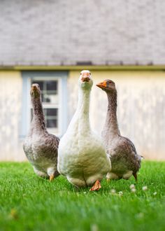 three geese walking in the grass near a house