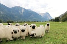 a herd of sheep standing on top of a lush green field next to mountains in the background