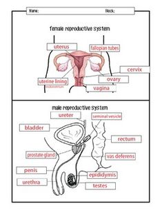 diagram of female and male utensils labeled in the text above it are two separate sections