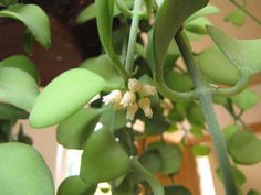 a plant with white flowers and green leaves