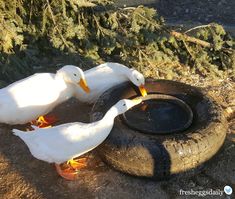 two white ducks standing next to an old tire