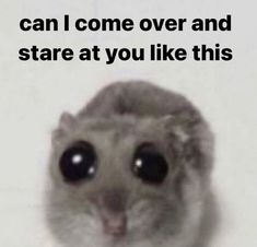 a small gray animal with big eyes and the caption can i come over and stare at you like this?