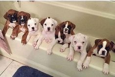 five puppies are sitting in a row on the ledge next to a bath tub