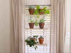 several potted plants sit on shelves in front of a window with sheer drapes